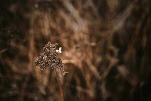 último outono flor em uma ramo em uma Castanho fundo dentro a jardim foto