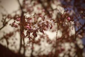 Primavera árvore cheio do pequeno delicado Rosa flores em uma lindo caloroso ensolarado dia foto