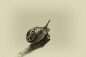 pequeno bege Caracol com uma Concha escalada em uma bastão em uma luz creme fundo foto