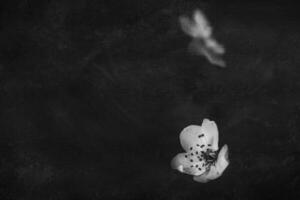 delicado pequeno Primavera branco maçã Flor em uma Preto fundo foto
