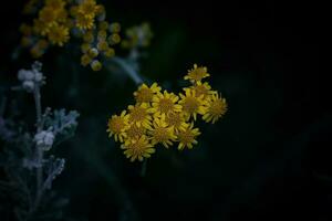 amarelo flores silvestres dentro a verão Sol em a Prado foto