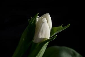 branco Primavera tulipa flor com verde folhas em Sombrio fundo foto