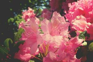 vermelho rododendro dentro a verão caloroso Sol dentro uma verde jardim foto