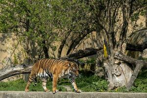 grande adulto tigre caminhando em uma Primavera dia dentro a Varsóvia jardim zoológico, dentro Polônia, foto