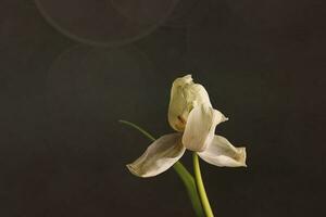 branco Primavera tulipa flor com verde folhas em Sombrio fundo foto