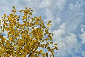 outonal dourado amarelo folhas em uma árvore em uma lindo caloroso outono dia foto