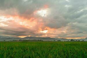 verde arroz campo e céu fundo dentro a manhã às nascer do sol tempo. foto