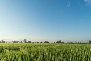 arroz Campos e azul céu foto