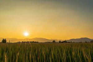 lindo verde arroz campo e céu fundo às pôr do sol tempo. foto