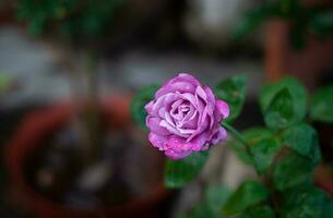 rosa flor dentro jardim natural ao ar livre foto