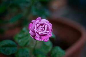 rosa flor dentro jardim natural ao ar livre foto