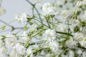 pequeno branco ocupado bebê respiração flor grupo em branco fundo foto