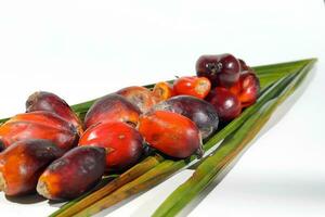 óleo Palma fruta produtos foto