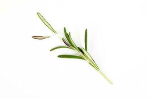 alecrim erva verde perfumado ramo em branco fundo foto