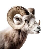 generativo ai contente, bode cabeça, montanha ovelha, RAM retrato em branco fundo, isolado objeto foto