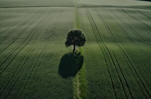 solteiro ameixa árvore dentro a meio do uma gramíneo campo. sozinho árvore dentro a meio do uma verde campo. generativo ai. foto