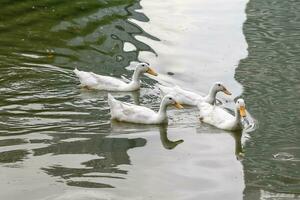 rebanho do branco patos natação em lago água foto