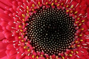 vermelho margarida flor em macro fechar-se em branco fundo foto