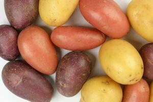 vermelho roxa amarelo multi tri cor pequeno bebê batata em branco fundo foto