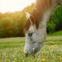 lindo retrato de cavalo branco no prado