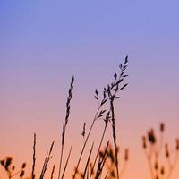 silhueta da planta de flores e pôr do sol na primavera foto