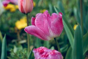 lindas tulipas cor de rosa no jardim na primavera foto