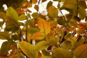 folhas verdes e vermelhas da árvore na primavera foto