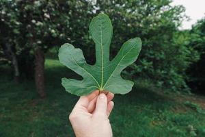 mão com folhas verdes na primavera foto