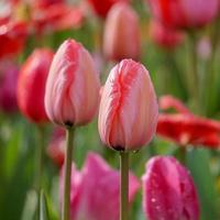 lindas tulipas rosa vermelha no jardim na primavera foto