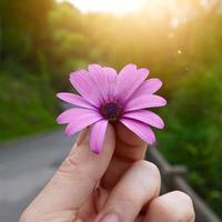 mão com uma linda flor rosa na primavera foto