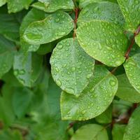 gotas de chuva nas folhas verdes da planta em dias chuvosos foto