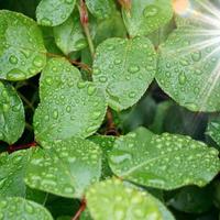 gotas de chuva nas folhas verdes da planta em dias chuvosos foto
