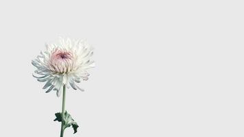 lindo flores composição do branco mães flor isolado em branco fundo e espaço para mensagem. generativo ai. foto