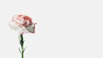 lindo suave Rosa cravo flor isolado em branco fundo e espaço para mensagem. generativo ai. foto