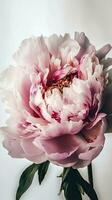 impressionante imagem do suave Rosa peônia lactiflora flor tronco. generativo ai. foto