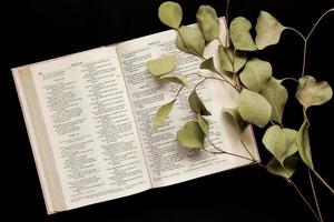 vista de cima de uma bíblia aberta com um ramo de folhas em um fundo escuro foto