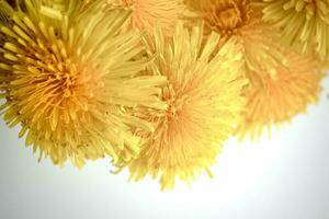 amarelo dente de leão flores ramalhete em branco fundo foto