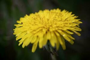 macro foto do uma amarelo dente de leão flor detalhado fechar acima foto do flor Centro em Sombrio fundo