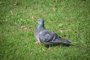 cinzento Pombo caminhando dentro a parque em verde Relva em ensolarado dia foto