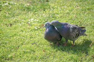 dois pombos amor concurso Cuidado a partir de masculino pássaro em verde Relva gramado em ensolarado dia foto