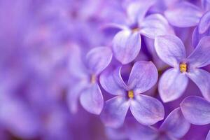 lvioleta lilás flores fechar acima foto