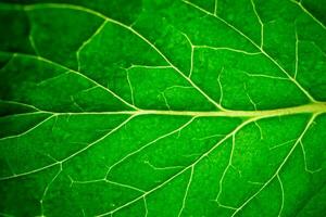 verde folha macro textura fundo foto