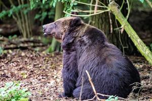 um urso preto sentado no chão em frente a uma floresta foto