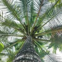 Palma cheio do cocos em maldivo de praia foto