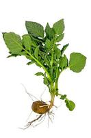 planta inteira de batata jovem com tubérculo e folhas foto