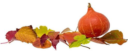 decoração de outono com folhagem colorida e abóbora hokkaido isolada no branco foto