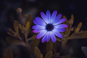 flor rosa romântica na natureza na primavera foto