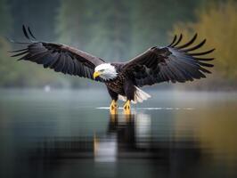 a majestoso voar do a Careca Águia sobre lago foto