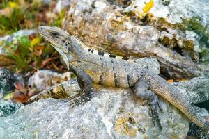 iguana na rocha selva tropical playa del carmen méxico. foto