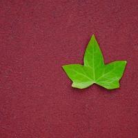folha de árvore verde no chão vermelho na primavera foto